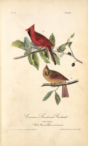 Common Cardinal Grosbeak. 1. Male. 2. Female. (wild Almond Prunus Caroliniana) — John James Audubon, Wildlife Painting
