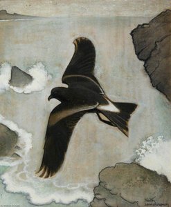 Wilson's Petrel — Keith Henderson
