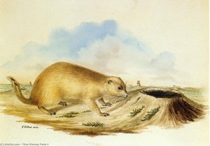 Präriehund — Tizian Ramsay Peale Ii, Hochrenaissance