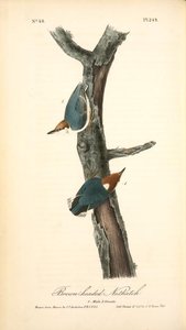 Brown-headed Nuthatch. 1. Male. 2. Female — John James Audubon