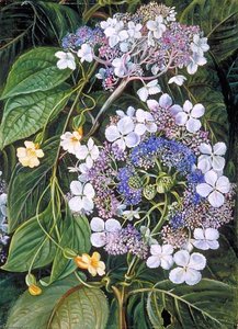 Flowers Of Darjeeling, India — Marianne North