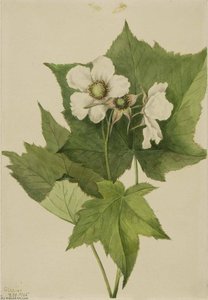 White Flowering Raspberry (rubus Parviflorus) — Мери Вокс Волкотт