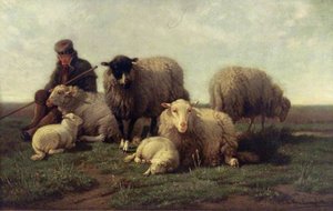 Group Of Belgian Sheep