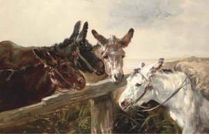 Donkeys — Henry Schouten