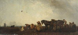 Potato Picking in Cambridgeshire