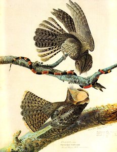 Chuck Wills Widow Natchez, Mississippi, May 7 — John James Audubon