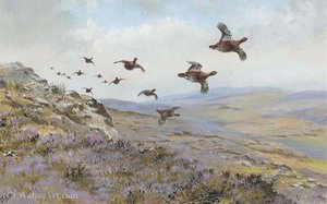 Red Grouse In Flight — George Edward Lodge