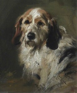 A Basset Hound