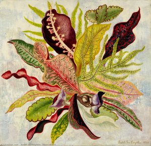 Bermudiana — Isabel Mclaughlin, Canadian Modernism