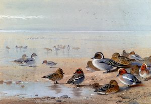 Pintail, Teal And Wigeon, On The Seashore — Archibald Thorburn