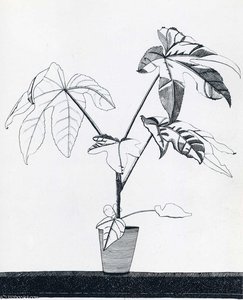 Paper (24) — Лусијан Фројд