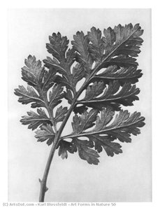 Art Forms In Nature 50 — Karl Blossfeldt