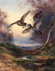 Woodcock Roding At Sunset