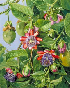 Flowers And Fruit Of The Maricojas Passion Flower, Brazil — Marianne North, Academic Botanical Painting