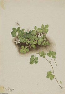 Red Dewberry (rubus Pedatus) — Mary Morris Vaux Walcott