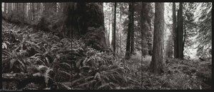 National Champion Coast Redwood, California, 1994 — Barbara Bosworth