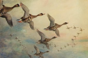 White-fronted Geese In Flight — Archibald Thorburn