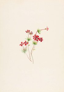 Gilia Linanthus Parviflorus — Mary Vaux Walcott