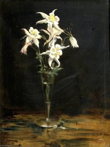 Aquilegia in Silver Vase