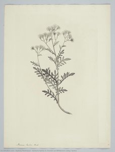 Senecio lautus G. Forster ex Willdenow subsp. lautus