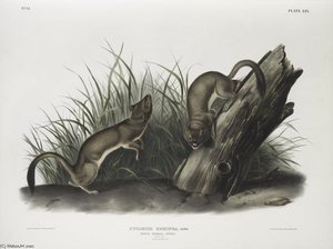 Puttorius Ermninea, White Weasel, Stoat. Natural Size. 1. Male, 2. Female — John James Audubon