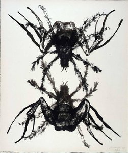 (A Bestiary, portfolio) Tarantula