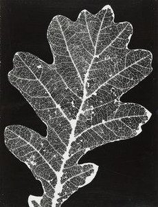 Leaf Pattern — Andreas Feininger