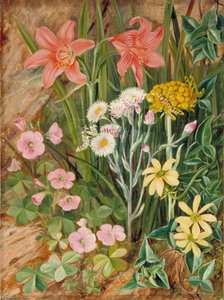 Weiße Und Gelbe Trockenblumen (mit Passenden Gottesanbeterinnen-arten) Und Andere Blumen Aus Natal — Marianne North, Viktorianischer Naturalismus