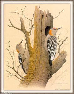 Golden-fronted Woodpecker — August Albert Zimmermann