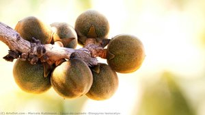 Caqui-do-cerrado (Diospyros lasiocalyx)