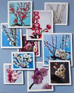 Cherry Blossoms