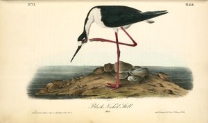 Black-necked Stillt. Male — John James Audubon