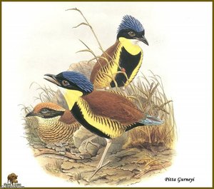 Br_ve De Gurney — John Gould