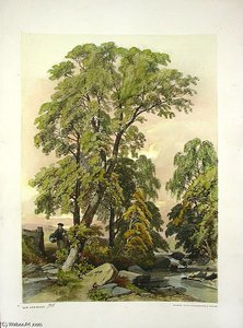 The Park And The Forest - — James Duffield Harding