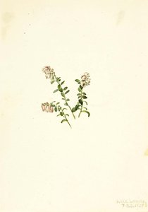 Mountain Cranberry (vaccinium Vitisidaea Minus) — Mary Vaux Walcott