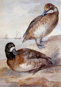 Pair Of Ducks Sun — Aert Schouman