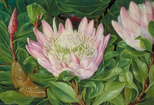Not One Flower But Many In One, Van Staaden's Kloof — Marianne North