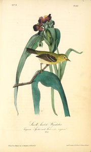 Small-headed Flycatcher. Male. (virginian Spider-wort. Tradescantia Virginica.) — John James Audubon