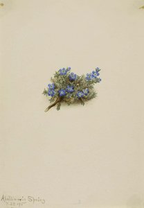 Moss Forget Me Not (eritichum Elongatum) — Mary Vaux Walcott