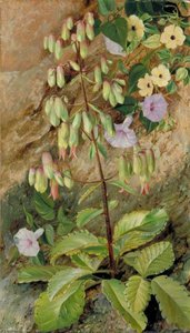 Estudio De La 'planta De La Vida' — Marianne North, Naturalismo