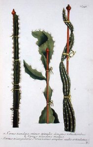 Cereus Scandens Minor, Cereus Scandens Medeus And Triangularis Peruvianus, From 'phytanthoza Iconogr — Georg Dionysius Ehret