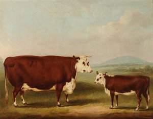 Prize Cow And Calf — William Henry Davis