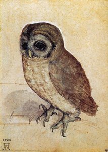 The Little Owl — Albrecht Dürer, Northern Renaissance