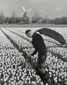 Dutch Farmers Inspect Every Tulip — Karsh Of Ottawa