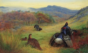 Blackcock Fighting — Archibald Thorburn