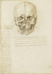 Recto: Der Schädel Sezoniert. Verso: Der Schädel Sezoniert — Leonardo Da Vinci