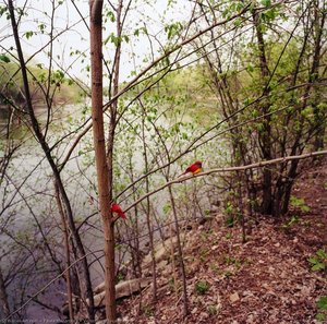 Vermilion Flycatchers — Paula Mccartney