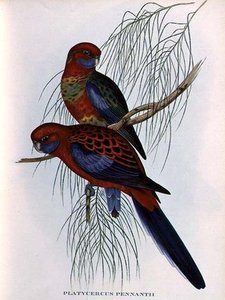 Platycercus Pennantii — John Gould