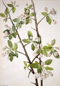 Wild Sweet Crab (malus Coronaria) — Mary Vaux Walcott
