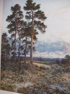 Surrey Pines — R.a Benjamin Williams Leader